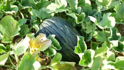 Kahramankazan Belediye Başkanı Selim Çırpanoğlu, coğrafi işaretli Meşhur Kazan Kavunu’nda