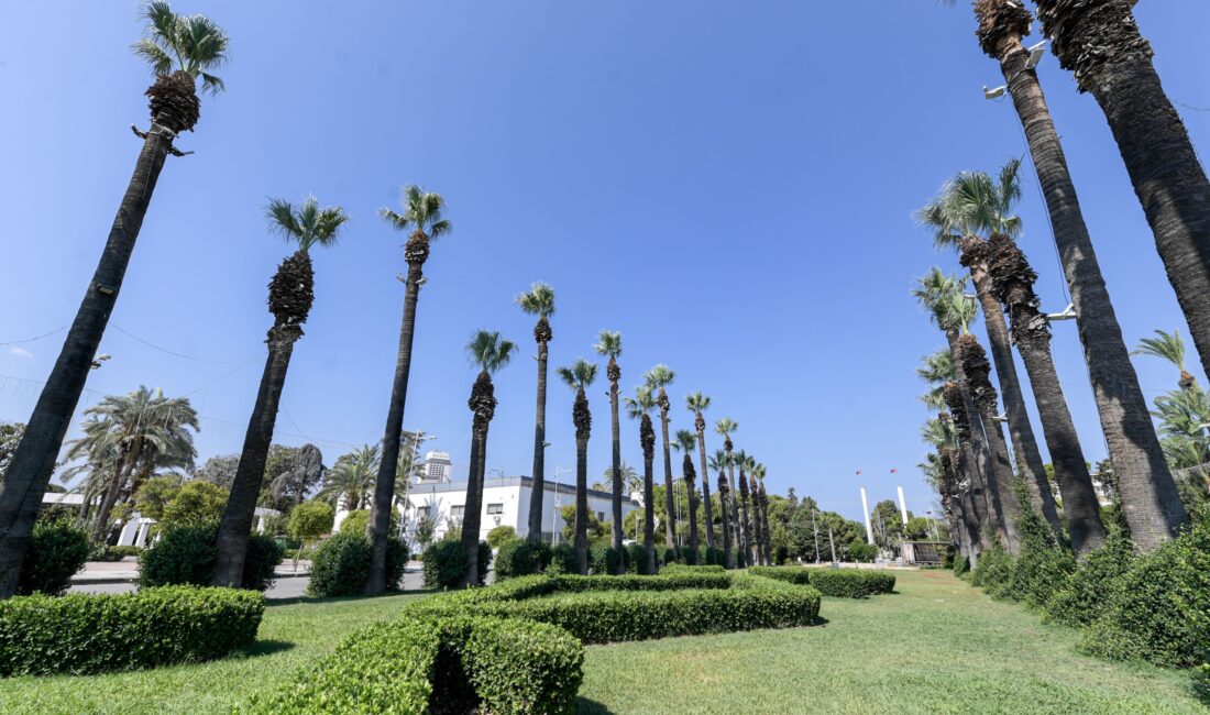 İzmir Büyükşehir Belediyesi, kentin simgeleri arasında yer alan palmiye ağaçlarını