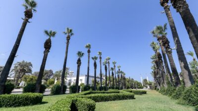 İzmir Büyükşehir Belediyesi, kentin simgeleri arasında yer alan palmiye ağaçlarını