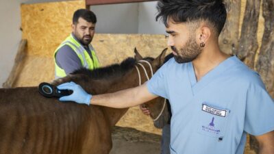 Buca’daki Haralara Terk Edilen Sahipsiz Atlar Pako’da İzmir Büyükşehir Belediyesi ekipleri, ihbar üzerine Buca’daki bakımsız haralara operasyon