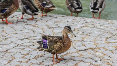Yaralı Yavru Ördek Kuğulu Park Ailesine Katıldı Başkent Ankara’nın simge parklarından Kuğulu Park, yaralı yavru ördeğe yuva