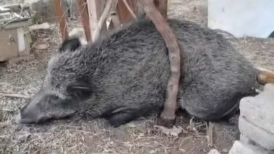 Ateşli Silahla Yaralanan Domuz İzmir Doğal Yaşam Parkı’nda Sağlığına Kavuştu İzmir Büyükşehir Belediyesi ekipleri, ateşli silahla yaralandığı belirlenen bir domuzu,