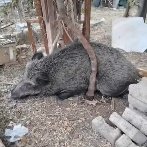 İzmir Büyükşehir Belediyesi ekipleri, ateşli silahla yaralandığı belirlenen bir domuzu,