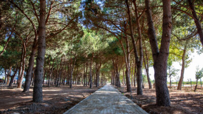 Bursa’ya Devasa Park Ve Mesire Alanı Bursa’nın daha sağlıklı ve daha yaşanabilir bir kent olması için