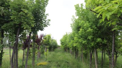 Eskişehir Büyükşehir Belediyesi: “Yeşili Koruyor ve Çoğaltıyoruz” Eskişehir Büyükşehir Belediyesi, Çifteler ilçesi Cumhuriyet Meydanı’nda gerçekleştirilen yenileme çalışmaları