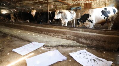 Etimesgut Belediyesi Veteriner İşleri Müdürlüğü tarafından, ilçeye bağlı köylerde sürdürülen