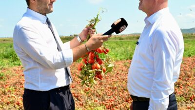 Türkiye’nin salçalık domates ihtiyacının yüzde 40’ını karşılayan Karacabey Ovası’nda hasat