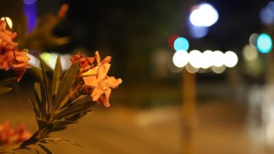 Eskişehir’de Şehri Renklendiren Çiçekler Gece Mesaisiyle Canlanıyor Eskişehir Büyükşehir Belediyesi, yaz aylarında kent estetiğini korumak ve yeşil
alanların