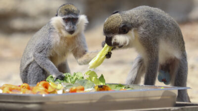 Tarsus Doğa Parkı’nda Hayvanları Serinleten Çalışmalar Mersin Büyükşehir Belediyesi Veteriner İşleri Dairesi Başkanlığı’na bağlı Tarsus Doğa