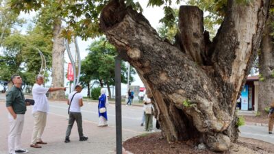 Yalova’da Anıt Ağaçlar Koruma Altında Yalova’daki anıt ağaçlar, Bursa Tabiat Varlıkları Koruma Kurulu Bölge Komisyonu