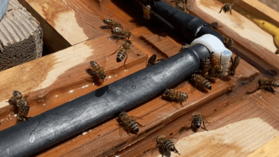 Fethiye Belediyesi, üreticiye ve çevreye destek çalışmalarını aralıksız sürdürüyor.
Fethiye Belediye