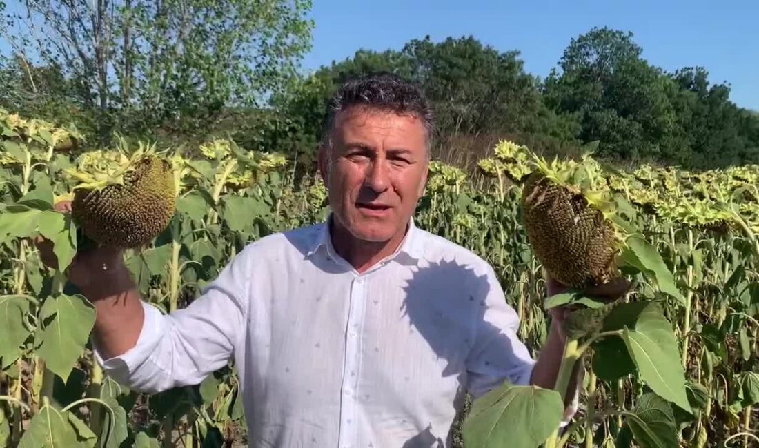 CHP Bursa Milletvekili Orhan Sarıbal, ayçiçeğinde hasat başlarken üretim, alım