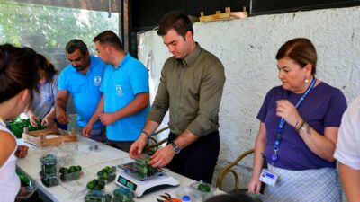 Yeşil Bodrum Mandalini Marketlerde ve Belediye Kafelerde Vatandaşla Buluşuyor Bodrum Belediyesi Tarımsal Hizmetler Müdürlüğü ekipleri tarafından Bitez, Müskebi, Yahşi,