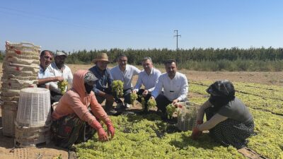CHP Manisa Milletvekili Bekir Başevirgen, Manisa Turgutlu’da üzüm üreticilerinin sorunlarını