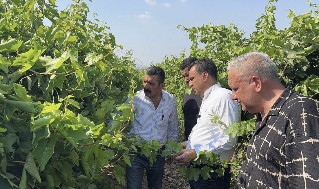 CHP Manisa Milletvekili Bekir Başevirgen, Manisa’da üzüm bağlarını ziyaret etti,