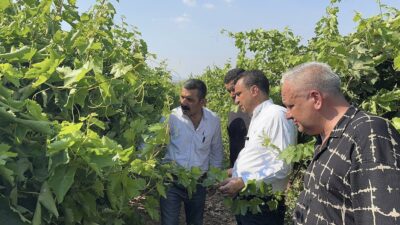 Manisalı Üzüm Üreticisi, CHP’li Başevirgen’e Dert Yandı: “Çalıştıkça Kötüye Gidiyoruz. Emeğimiz, Alın Terimiz Hiçe Sayılıyor” CHP Manisa Milletvekili Bekir Başevirgen, Manisa’da üzüm bağlarını ziyaret etti,