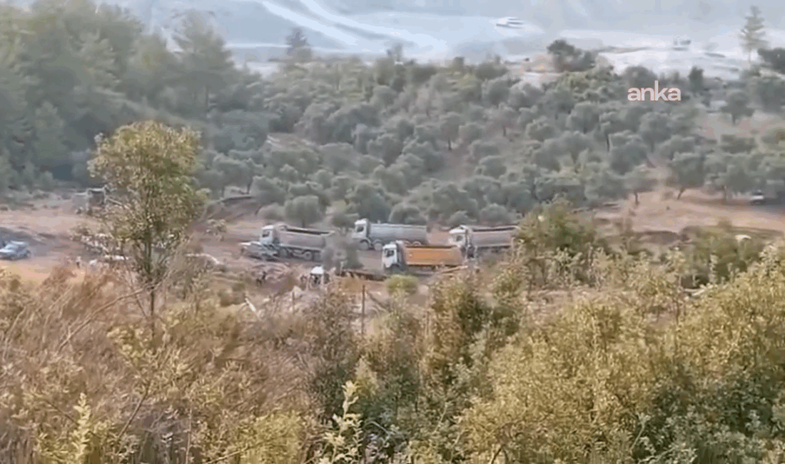 Akbelen’de zeytin ağaçlarının sökümü başladı