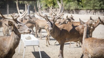 İyileşen Kızıl Geyik Paşa Yeni Yuvasında İzmir'de yaralı olarak bulunduktan sonra İzmir Büyükşehir Belediyesi Doğal Yaşam