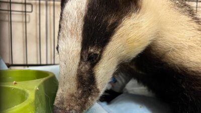 Kuzdere’de Bulunan Porsuk Tedavi Altına Alındı Kemer’e bağlı Kuzdere Mahallesi’nde