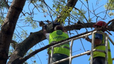 Tırmandığı ağaçta 3 gündür mahsur kalan “Yumuk” isimli kedi, Bakırköy
