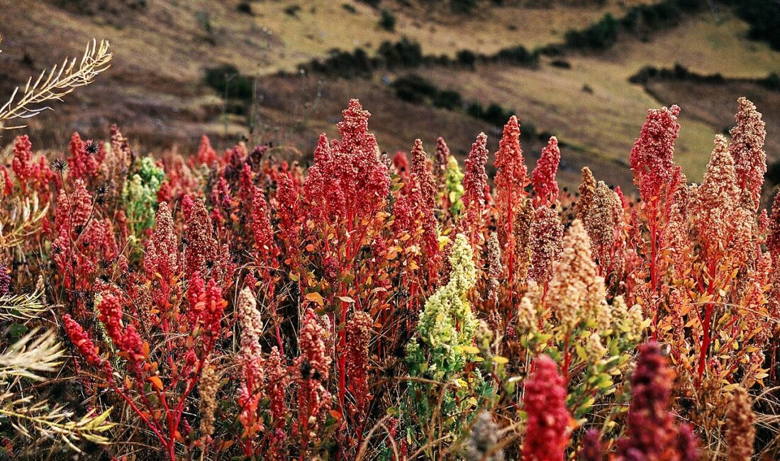 Kinoa, diğer tahılların çoğundan daha fazla besin içerir ve kaliteli
