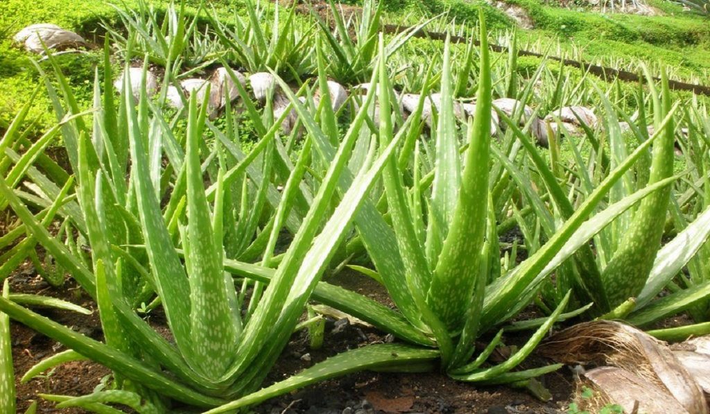 Aloe Vera Nedir? Bilimsel Destekli Faydaları Neler? Aloe vera antik