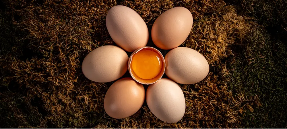 Yumurta Nedir? Protein Oranı, Sağlık Açısından Önemi Ve Daha Fazlası