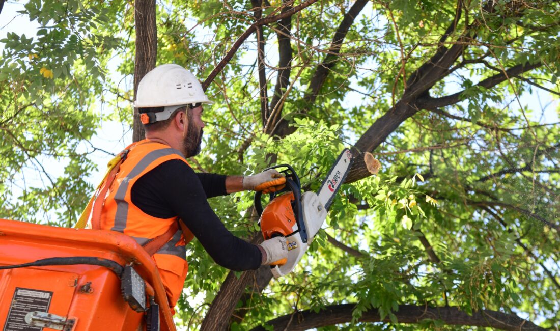 Mamak’ta Ağaç Budama Çalışmaları Mamak’ta Ağaç Budama Çalışmaları Sonbaharın gelmesiyle birlikte ağaç budama çalışmalarına