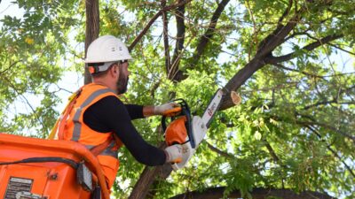 Mamak’ta Ağaç Budama Çalışmaları Mamak’ta Ağaç Budama Çalışmaları Sonbaharın gelmesiyle birlikte ağaç budama çalışmalarına