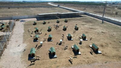 Bandırma Belediyesi’nden Sokak Hayvanları İçin Kararlı Adım Bandırma Belediyesi, sokak