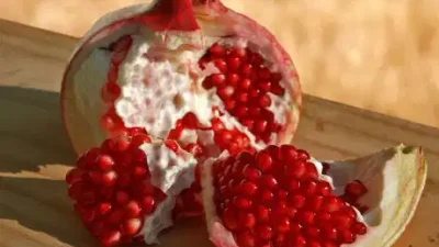 Çekirdeksiz Nar ve Tropikal Meyve Festivali 17 Ekim’de Başlıyor Gazipaşa