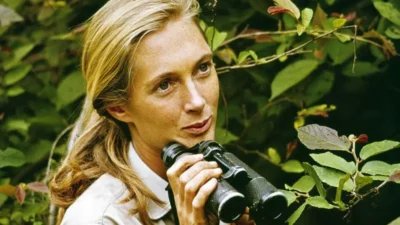  Jane Goodall Kimdir? Şempanzelerle Yaşayan Efsanevi Bilim İnsanı Jane