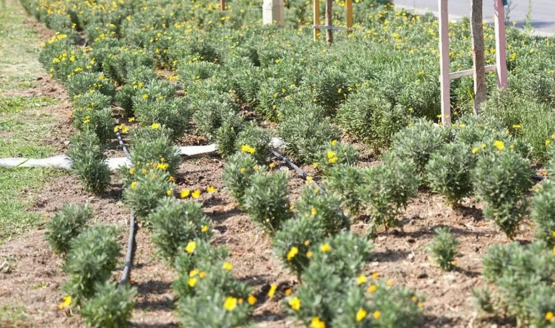 Soma’nın Yolları Kadın Emeğiyle Çiçek Açıyor Soma Belediyesi Park ve