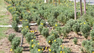 Soma’nın Yolları Kadın Emeğiyle Çiçek Açıyor Soma Belediyesi Park ve