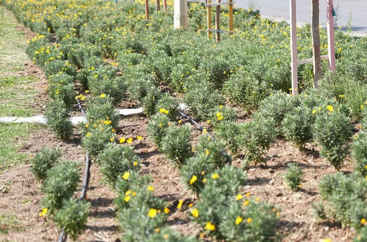 Soma’nın Yolları Kadın Emeğiyle Çiçek Açıyor Soma Belediyesi Park ve