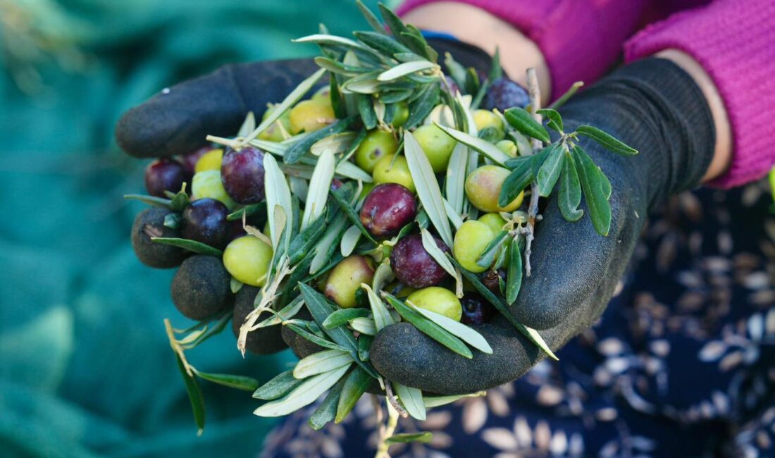 Burhaniye’de Zeytin Hasadı Başladı Burhaniye Belediyesi, 70.000’in üzerinde zeytin ağacına