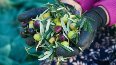 Burhaniye’de Zeytin Hasadı Başladı Burhaniye Belediyesi, 70.000’in üzerinde zeytin ağacına