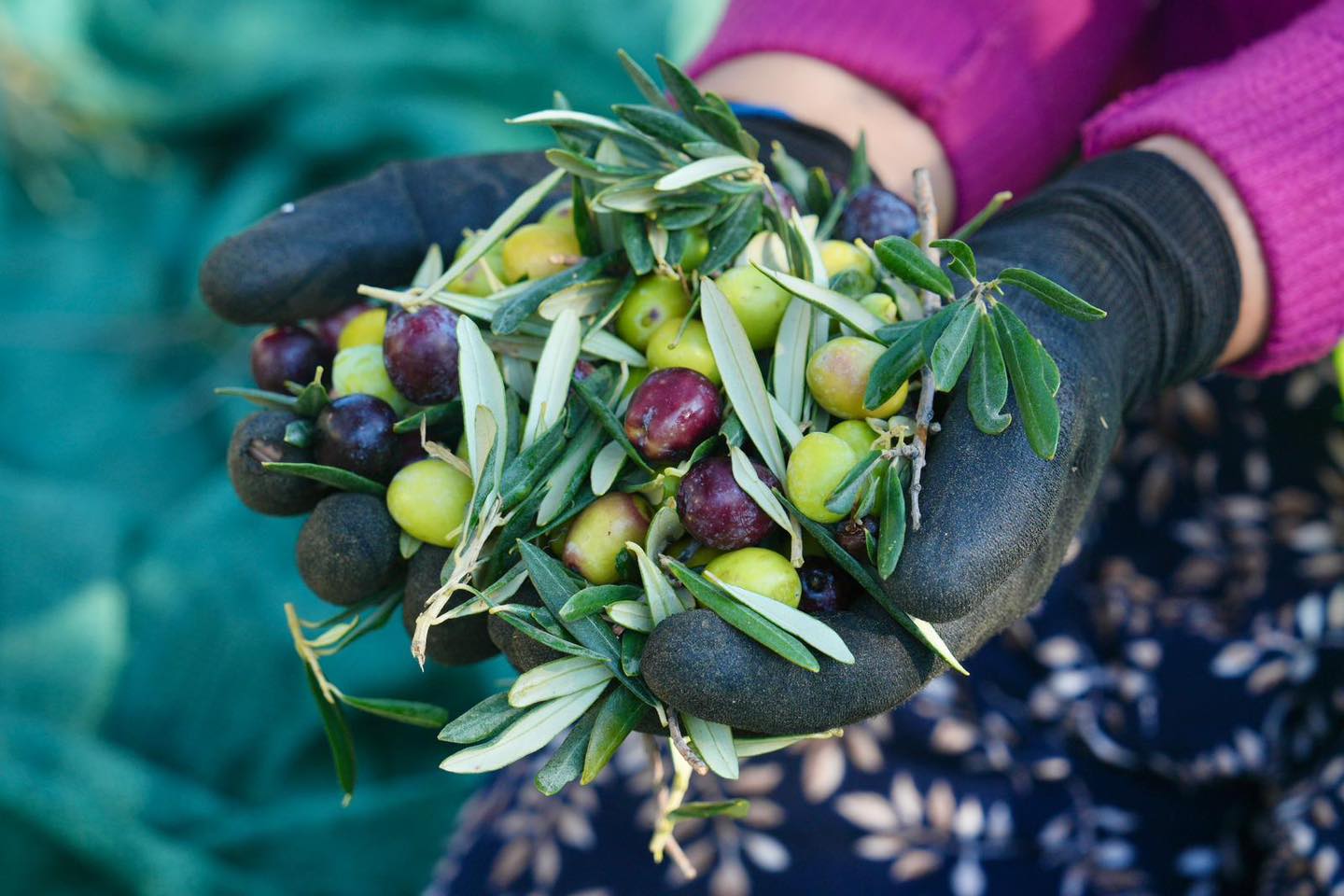 Burhaniye’de Zeytin Hasadı Başladı Burhaniye Belediyesi, 70.000’in üzerinde zeytin ağacına