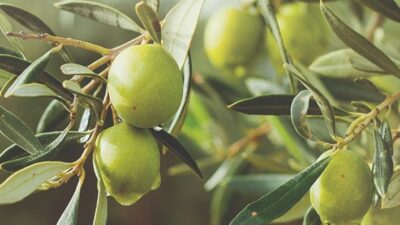 Denizli Büyükşehir’den Üreticiye 100 Bin Zeytin Fidanı Desteği Üreticilerin yüzünü