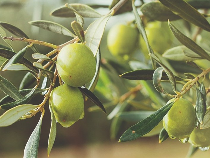 Denizli Büyükşehir’den Üreticiye 100 Bin Zeytin Fidanı Desteği Üreticilerin yüzünü