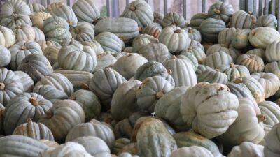 İzmit Belediyesi’nden 8 Tonluk Yerli Üretim Bal Kabağı Hasadı Atıl