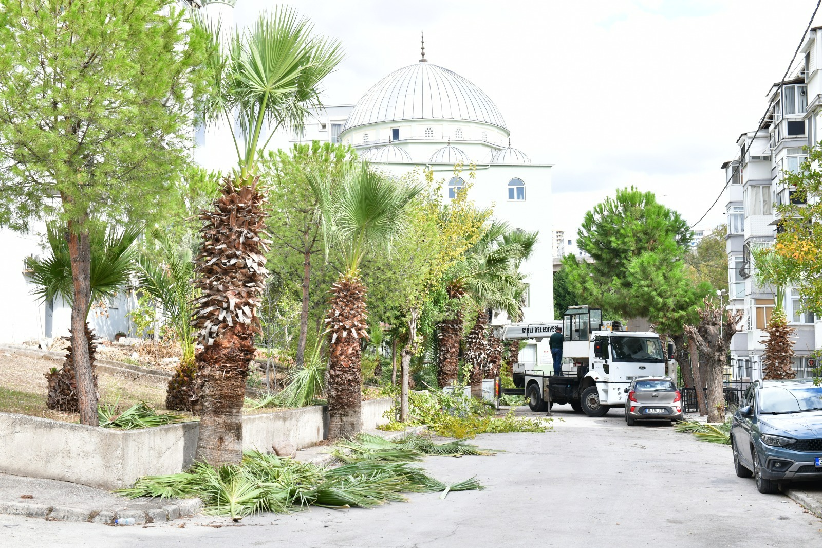 Çiğli’de Sonbahar Bakımı: Ağaçlar Budanıyor, Kent Güzelleşiyor Çiğli Belediyesi, çevre