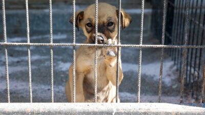 Uşak Belediyesi’nden Vatandaşlara Hayvan Sahiplenme Çağrısı Geldi Uşak Belediyesi, sokak