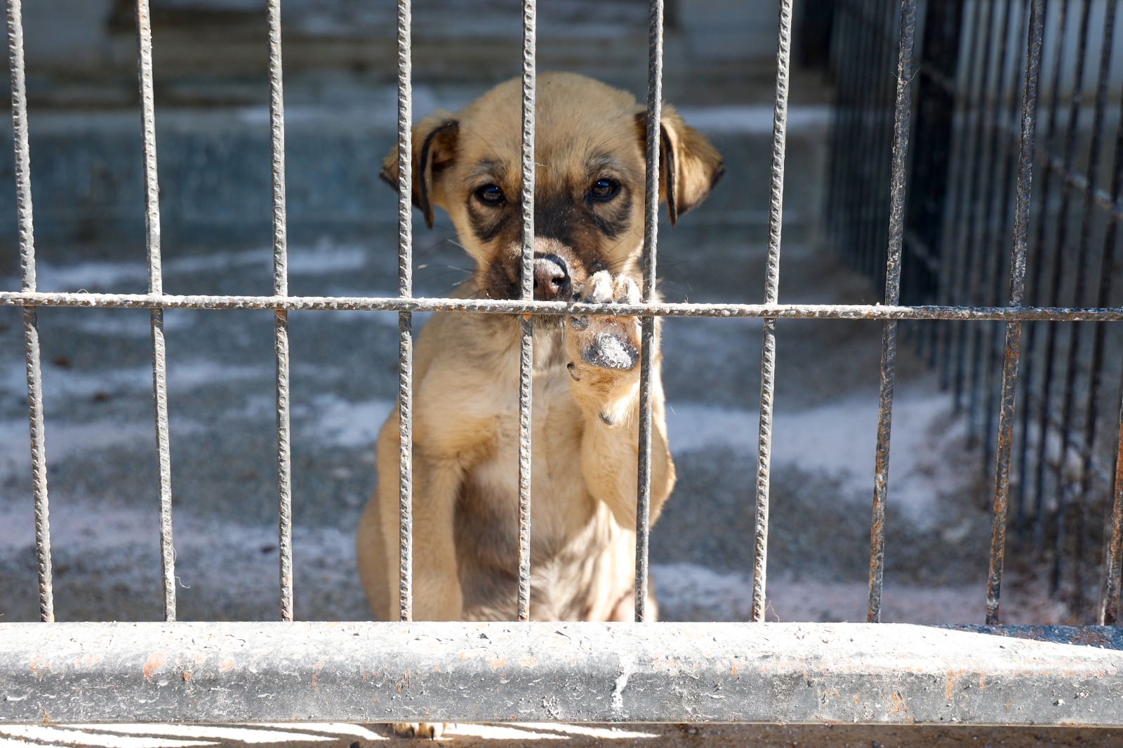 Uşak Belediyesi’nden Vatandaşlara Hayvan Sahiplenme Çağrısı Geldi Uşak Belediyesi, sokak
