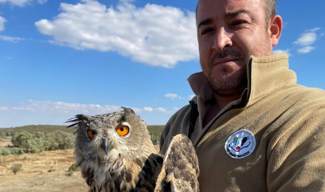 Yaralı Puhu Kuşu Tedavisinin Ardından Doğaya Salındı Yaralı Puhu Kuşu Tedavisinin Ardından Doğaya Salındı Eskişehir Büyükşehir Belediyesi