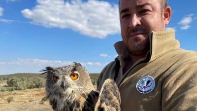 Yaralı Puhu Kuşu Tedavisinin Ardından Doğaya Salındı Eskişehir Büyükşehir Belediyesi