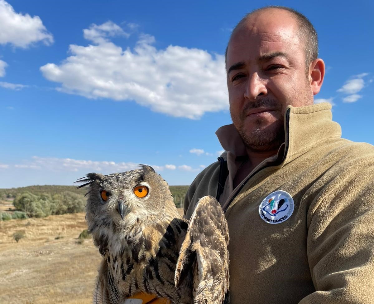 Yaralı Puhu Kuşu Tedavisinin Ardından Doğaya Salındı Eskişehir Büyükşehir Belediyesi