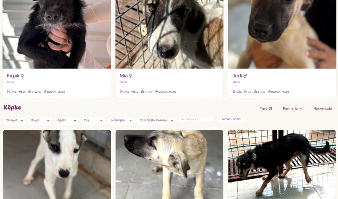 Bodrum Belediyesi Yuvalandırma Platformu Hayata Geçti Bodrum Belediyesi Yuvalandırma Platformu Hayata Geçti Bodrum Belediyesi, Bodrum Kent