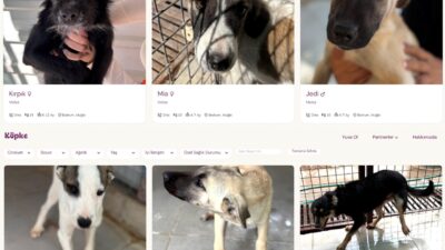 Bodrum Belediyesi Yuvalandırma Platformu Hayata Geçti Bodrum Belediyesi, Bodrum Kent