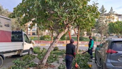 Efeler’in Yeşil Ekipleri Budama Çalışmalarına Devam Ediyor Efeler Belediyesi Park
